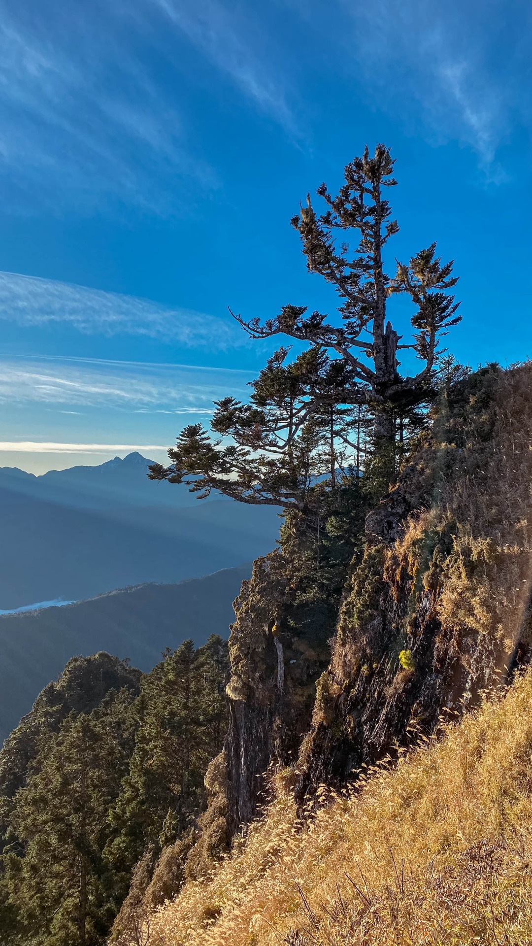 往喀拉業山之路,一開始即為陡下。險峻山脊上立定著一棵美杉。