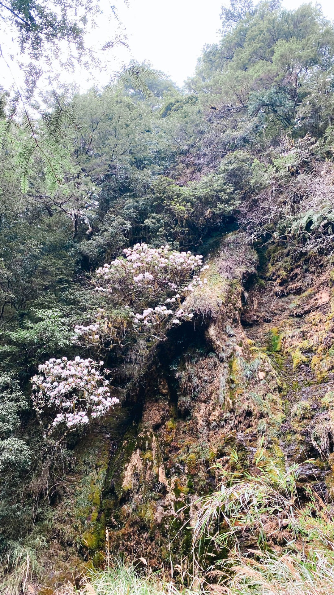 三月的高山杜鵑,盛開於幽谷之中,峭壁之上。