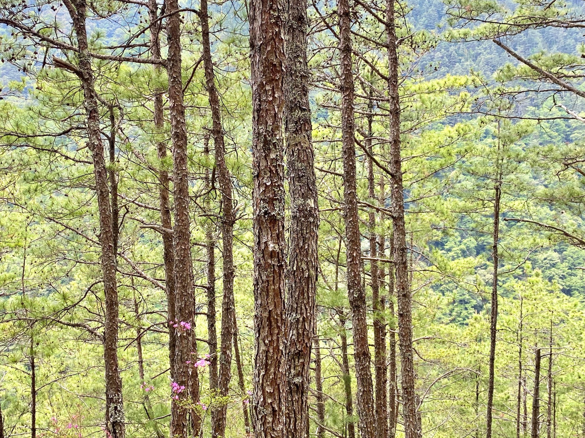 志佳陽山徑上秀麗的福州杉,點綴著粉紅的高山花卉。摸黑上爬一路朦朧,下返時才看清一切美景。