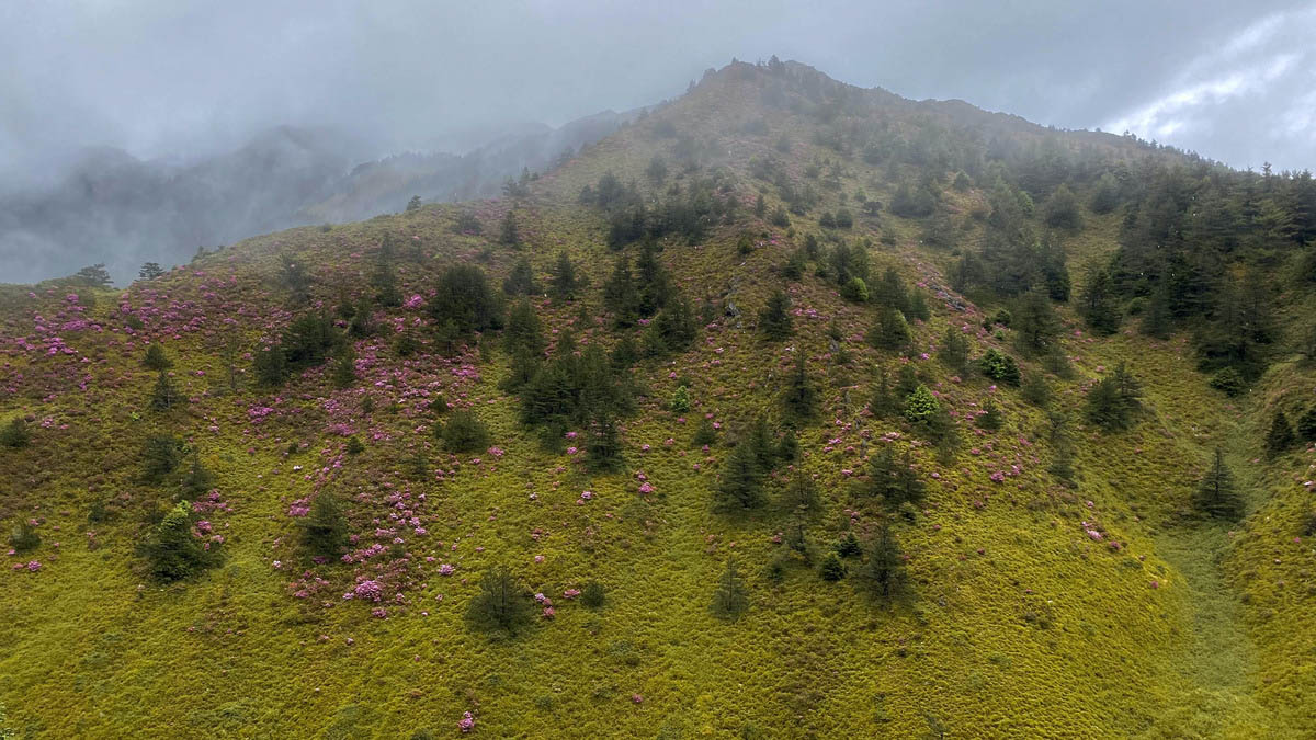 最後一天離開屏風山時,車行經過合歡北峰,又撞見了盛放的紅毛杜鵑,我們終究沒有錯過高山杜鵑季。