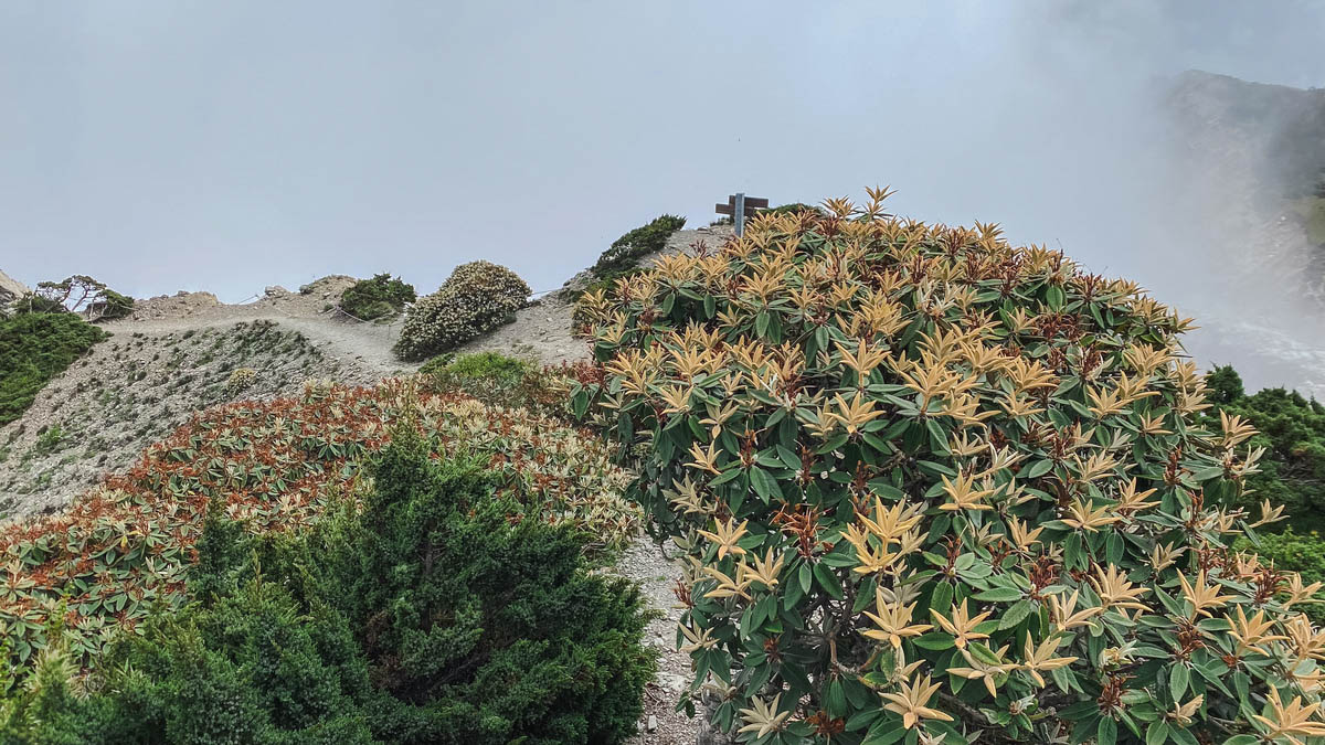 南湖北峰頂,盛放著美麗的南湖杜鵑。鐵黃色是花謝後新長的葉子!