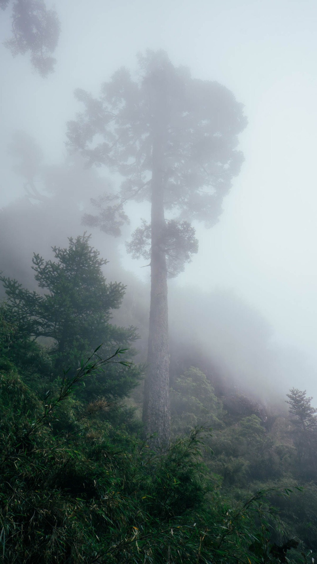 玉山前峰霧中聳立的高木