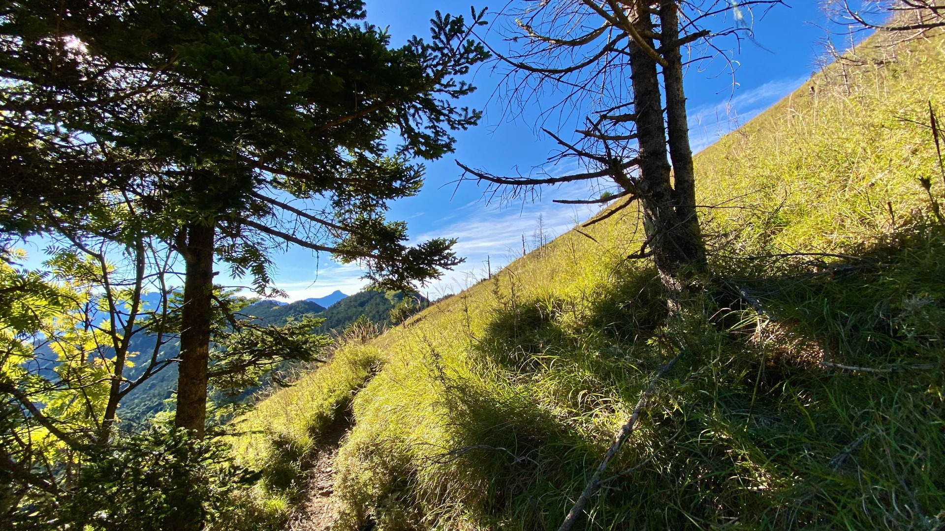 水源路回眺雪山東峰(畫面中央枝葉正下方那座),東峰背後更遠尖尖露出的,是中央尖山。