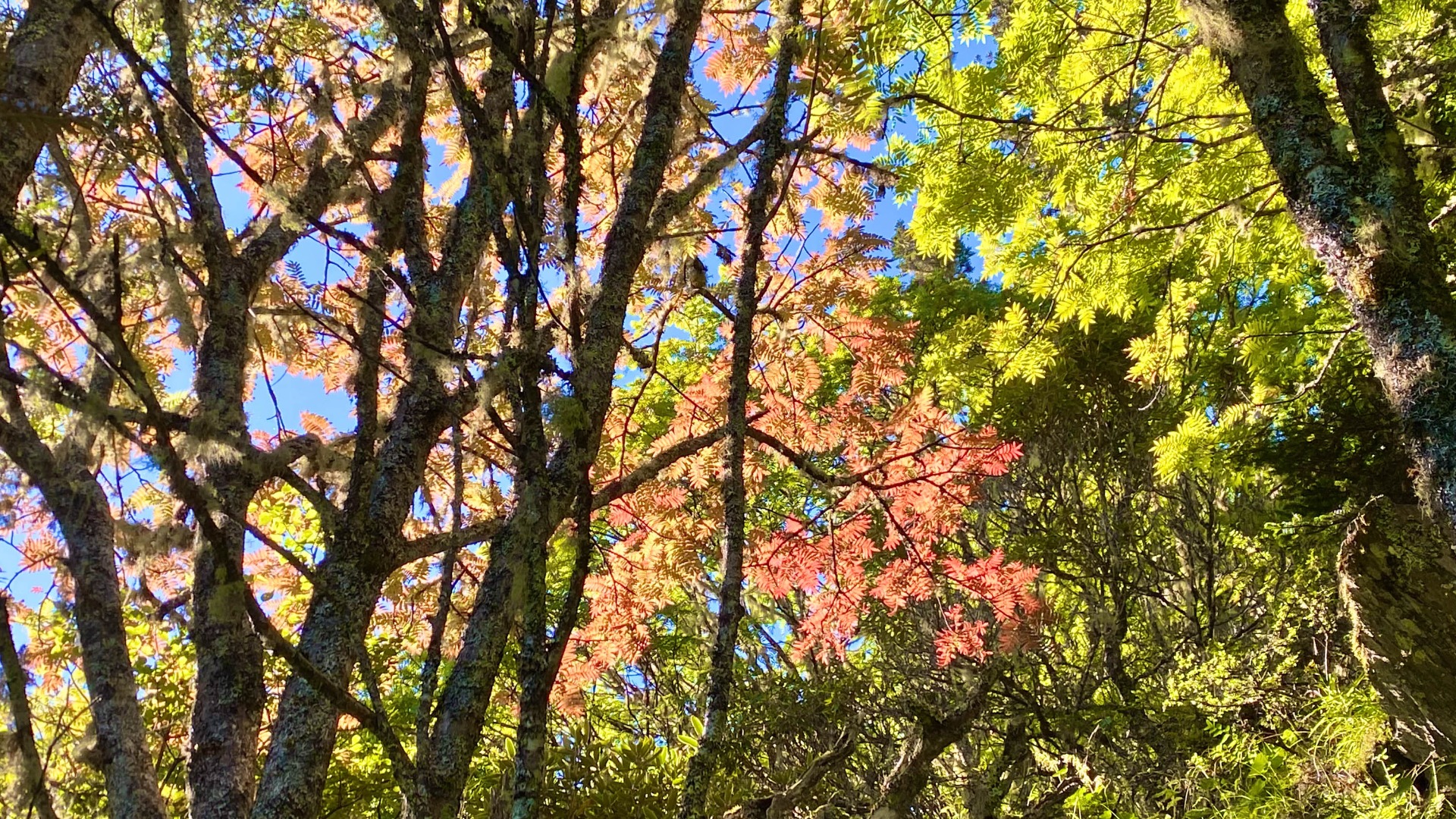 蒙山友才正名的巒大花椒,紅葉逆光極美。
