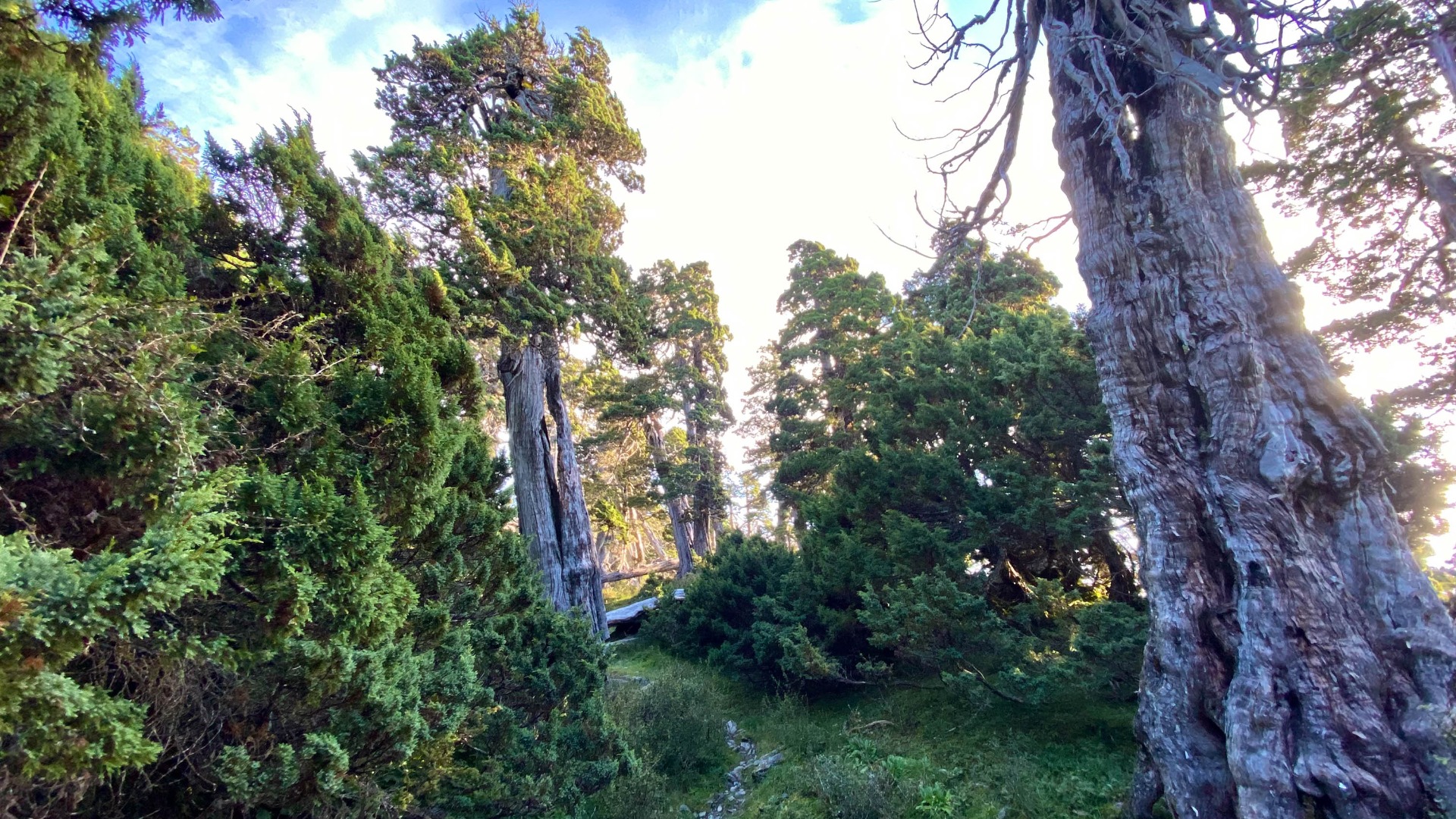 雪北山屋旁的數千歲玉山圓柏